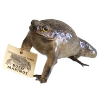 Natural Cane Toad