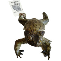 Cane Toad Fridge Magnet