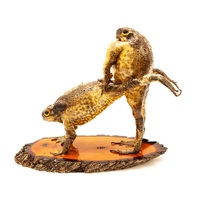 Wheelbarrow (Double) Cane Toad Paper Weight