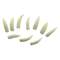 Genuine Crocodile Teeth (Australian Sales Only)