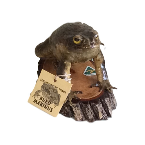 Cane Toad Paper Weight