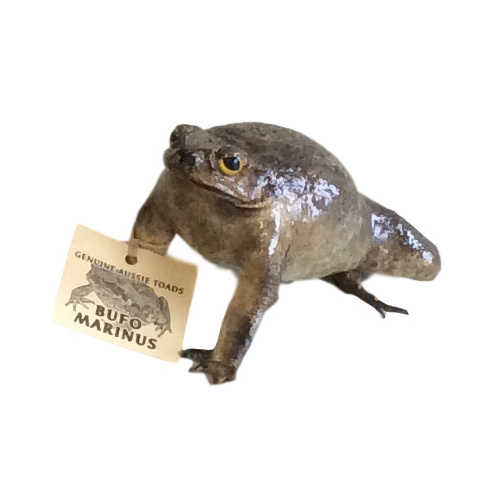 Natural Cane Toad
