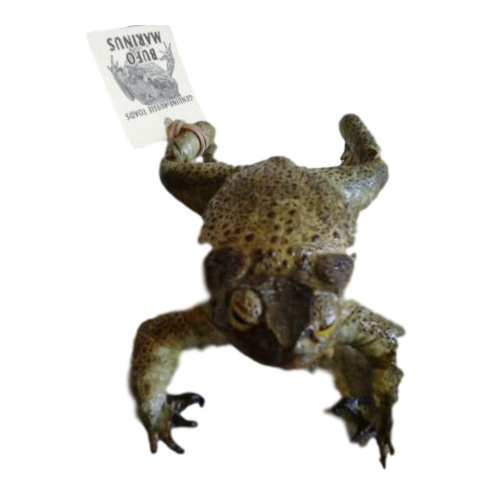 Cane Toad Fridge Magnet