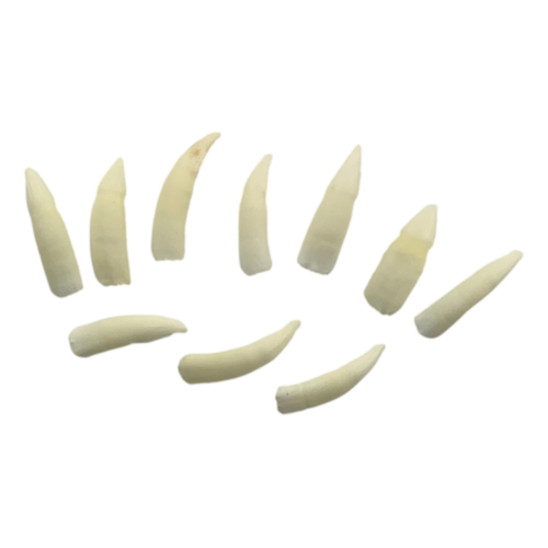 Genuine Crocodile Teeth (Australian Sales Only)
