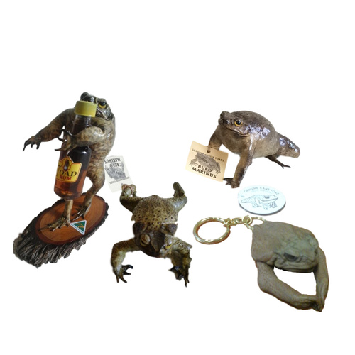 Cane Toad Gift Pack