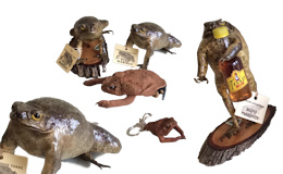 Cane Toads