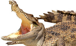 Croc Claws (Aust Sales Only)